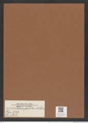 Actinoptychus praetor A. Schm. (de-Toni-Nr.: Genus 227, Species 5614) Zeichnungen Sammlung Grunow Mappe 05357 (Herbarium_W_Grunow_drawings_Folder_05357)